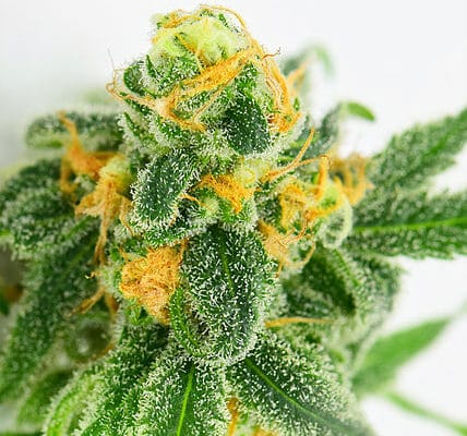 Blue-Dream - Lit Dispensary Cannabis Strain Library