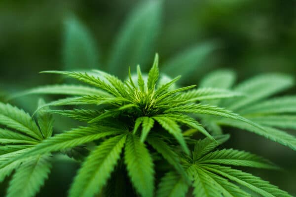 bg-cannabis-blur - Lit Dispensary