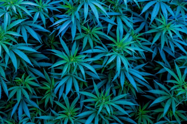 bg-cannabis-leaves-blue-green - Lit Dispensary