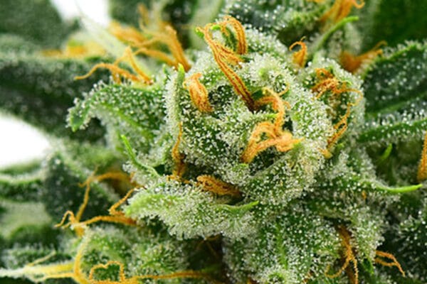 blog-Durban-Poison - Lit Dispensary Marijuana