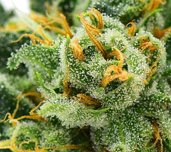 blog-Durban-Poison - Lit Dispensary Marijuana