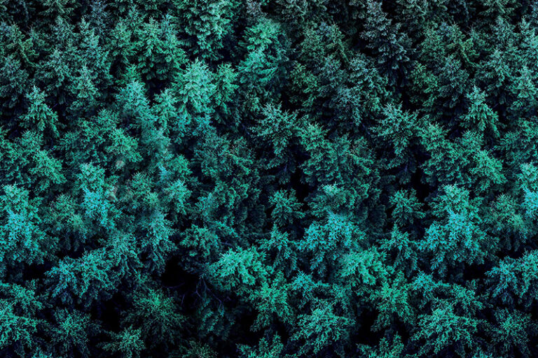 blog-canopy - Lit Dispensary marijuana leaf